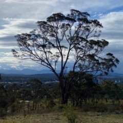 Eucalyptus melliodora at Isaacs Ridge - 29 Nov 2023