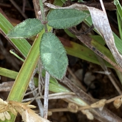 Grona varians (Slender Tick-Trefoil) at Isaacs Ridge - 29 Nov 2023 by Tapirlord