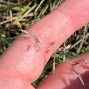 Eragrostis brownii at Isaacs Ridge and Nearby - 29 Nov 2023