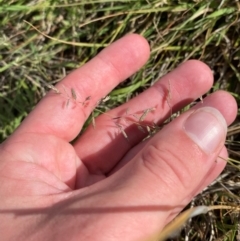 Eragrostis brownii at Isaacs Ridge and Nearby - 29 Nov 2023 05:20 PM