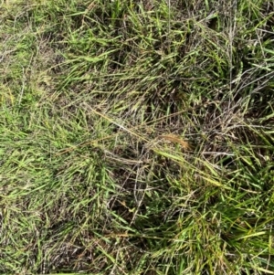 Eragrostis brownii at Isaacs Ridge and Nearby - 29 Nov 2023 05:20 PM