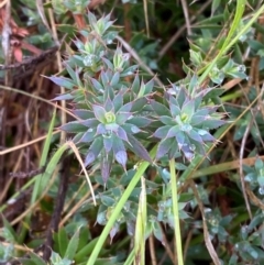 Astroloma humifusum (Cranberry Heath) at Mount Mugga Mugga - 29 Nov 2023 by Tapirlord