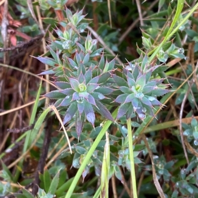 Astroloma humifusum (Cranberry Heath) at Mount Mugga Mugga - 29 Nov 2023 by Tapirlord