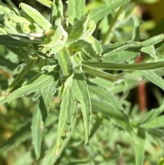 Epilobium hirtigerum (Hairy Willowherb) at O'Malley, ACT - 29 Nov 2023 by Tapirlord