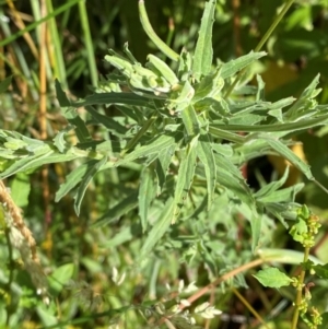 Epilobium hirtigerum at Mount Mugga Mugga - 29 Nov 2023 05:12 PM