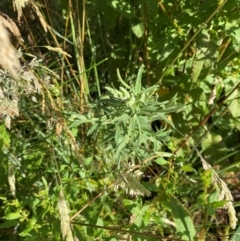 Epilobium hirtigerum at Mount Mugga Mugga - 29 Nov 2023 05:12 PM