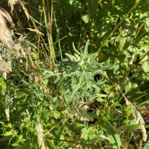 Epilobium hirtigerum at Mount Mugga Mugga - 29 Nov 2023 05:12 PM