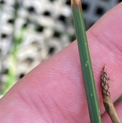 Eleocharis acuta (Common Spike-rush) at Mount Mugga Mugga - 29 Nov 2023 by Tapirlord