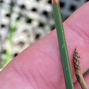 Eleocharis acuta at Mount Mugga Mugga - 29 Nov 2023