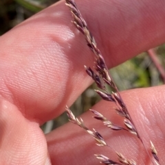 Poa sieberiana var. sieberiana (Snowgrass) at O'Malley, ACT - 29 Nov 2023 by Tapirlord