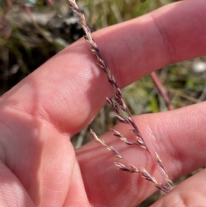 Poa sieberiana var. sieberiana at Mount Mugga Mugga - 29 Nov 2023