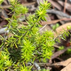 Acrotriche serrulata (Ground-berry) at O'Malley, ACT - 29 Nov 2023 by Tapirlord