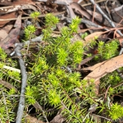 Acrotriche serrulata at O'Malley, ACT - 29 Nov 2023