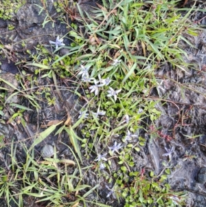 Isotoma fluviatilis subsp. australis at Mount Taylor - 8 Jan 2024 05:57 PM