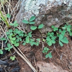 Glycine tabacina (Variable Glycine) at Chifley, ACT - 8 Jan 2024 by LPadg