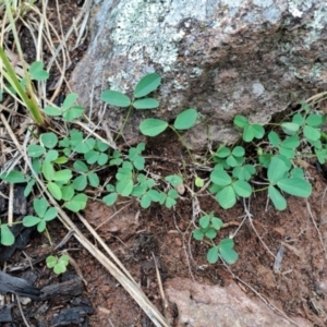 Glycine tabacina at Mount Taylor - 8 Jan 2024