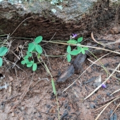 Glycine tabacina at Mount Taylor - 8 Jan 2024