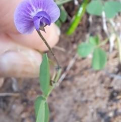 Glycine tabacina at Mount Taylor - 8 Jan 2024