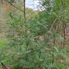 Pistacia chinensis (Chinese Pistachio) at Mount Taylor - 8 Jan 2024 by LPadg