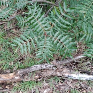 Pistacia chinensis at Mount Taylor - 8 Jan 2024