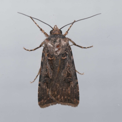 Agrotis munda (Brown Cutworm) at Harrison, ACT - 2 Jan 2024 by DPRees125