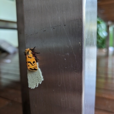 Ardices curvata (Crimson Tiger Moth) at Hackett, ACT - 8 Jan 2024 by WalterEgo