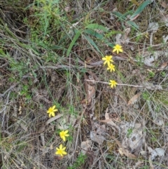 Tricoryne elatior (Yellow Rush Lily) at Mount Ainslie - 7 Jan 2024 by WalterEgo