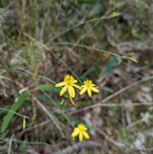 Tricoryne elatior at Mount Ainslie - 7 Jan 2024