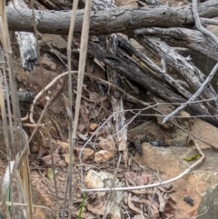 Egernia cunninghami (Cunningham's Skink) at Ainslie, ACT - 7 Jan 2024 by WalterEgo