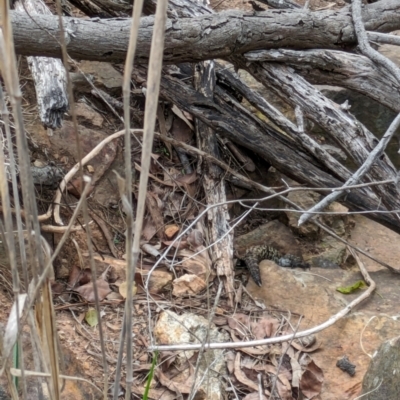 Egernia cunninghami (Cunningham's Skink) at Mount Ainslie - 7 Jan 2024 by WalterEgo