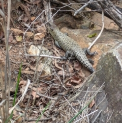 Egernia cunninghami at Mount Ainslie - 7 Jan 2024