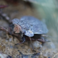 Nerthra sp. (genus) at Moruya, NSW - suppressed