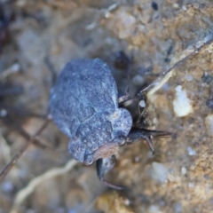 Nerthra sp. (genus) at Moruya, NSW - suppressed
