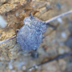 Nerthra sp. (genus) at Moruya, NSW - suppressed