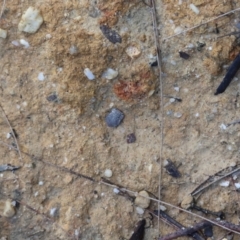 Nerthra sp. (genus) at Moruya, NSW - suppressed