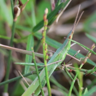Acrida conica (Giant green slantface) at Broulee Moruya Nature Observation Area - 8 Jan 2024 by LisaH