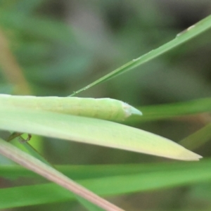 Acrida conica at Moruya, NSW - 8 Jan 2024