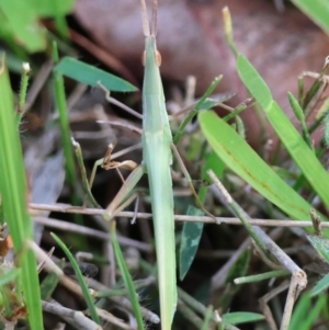 Acrida conica at Moruya, NSW - suppressed