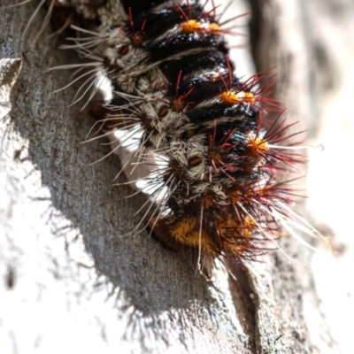 Chelepteryx collesi (White-stemmed Gum Moth) at Higgins, ACT - 28 Dec 2023 by Untidy