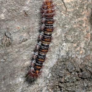 Chelepteryx collesi at Higgins Woodland - 28 Dec 2023