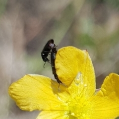 Dasytinae (subfamily) (Soft-winged flower beetle) at Mulanggari NR (MUL_11) - 28 Dec 2023 by HappyWanderer