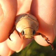 Anoplognathus pallidicollis (Cashew beetle) at Lions Youth Haven - 8 Jan 2024 by HelenCross