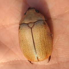 Anoplognathus pallidicollis at Lions Youth Haven - Westwood Farm A.C.T. - 8 Jan 2024