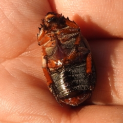 Anoplognathus pallidicollis at Lions Youth Haven - Westwood Farm A.C.T. - 8 Jan 2024 07:33 PM