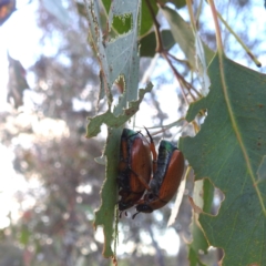 Anoplognathus brunnipennis (Green-tailed Christmas beetle) at Kambah, ACT - 8 Jan 2024 by HelenCross