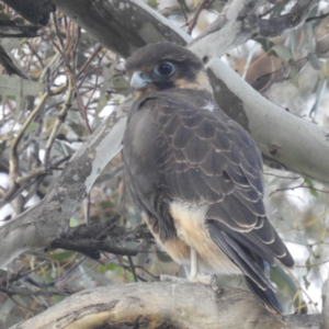 Falco berigora at Lions Youth Haven - Westwood Farm A.C.T. - 8 Jan 2024 07:29 PM