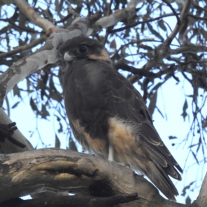 Falco berigora at Lions Youth Haven - Westwood Farm A.C.T. - 8 Jan 2024 07:29 PM