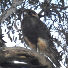 Falco berigora at Lions Youth Haven - Westwood Farm A.C.T. - 8 Jan 2024