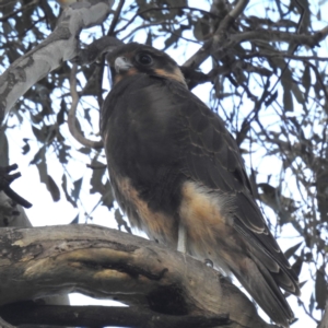 Falco berigora at Lions Youth Haven - Westwood Farm A.C.T. - 8 Jan 2024 07:29 PM