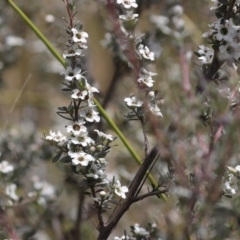 Leptospermum myrtifolium (Myrtle Teatree) at Rendezvous Creek, ACT - 7 Jan 2024 by Sarah2019